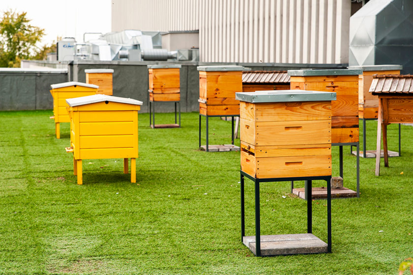 Ako chovať včely v meste