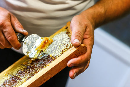 Med v plástoch je zapečatený voskovými viečkami. Tie sa pred stáčaním medu musia odstrániť vidličkou.
