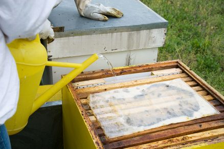 Zakrmovanie včiel