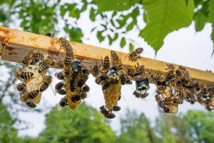 Včelársky rámik so zaviečkovanými matečníkmi