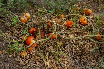 kompostovanie paradajok
