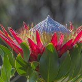 Protea kráľovská