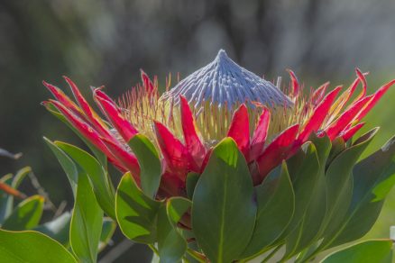 Protea kráľovská