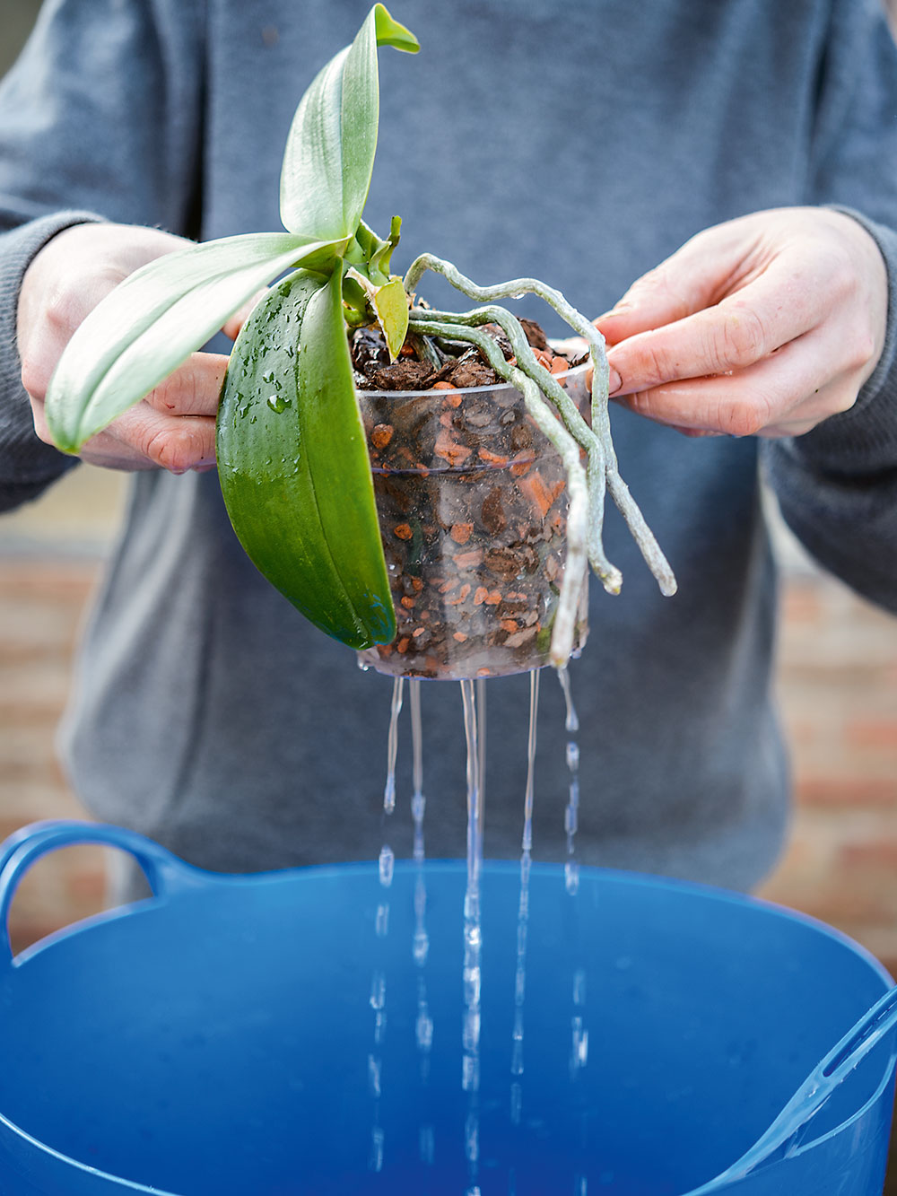 2 Zálievka. Raz týždenne namočte črepník s orchideou do vlažnej odstátej vody. Prebytočnú vodu nechajte odtiecť. 