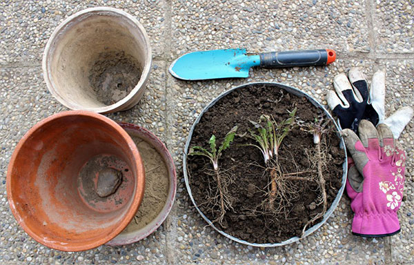 Príprava. Na dno nádoby dajte keramzit a zasypte ho zeminou. Do zeminy zasaďte pár korienkov púpavy v približne rovnakom rozstupe od seba.