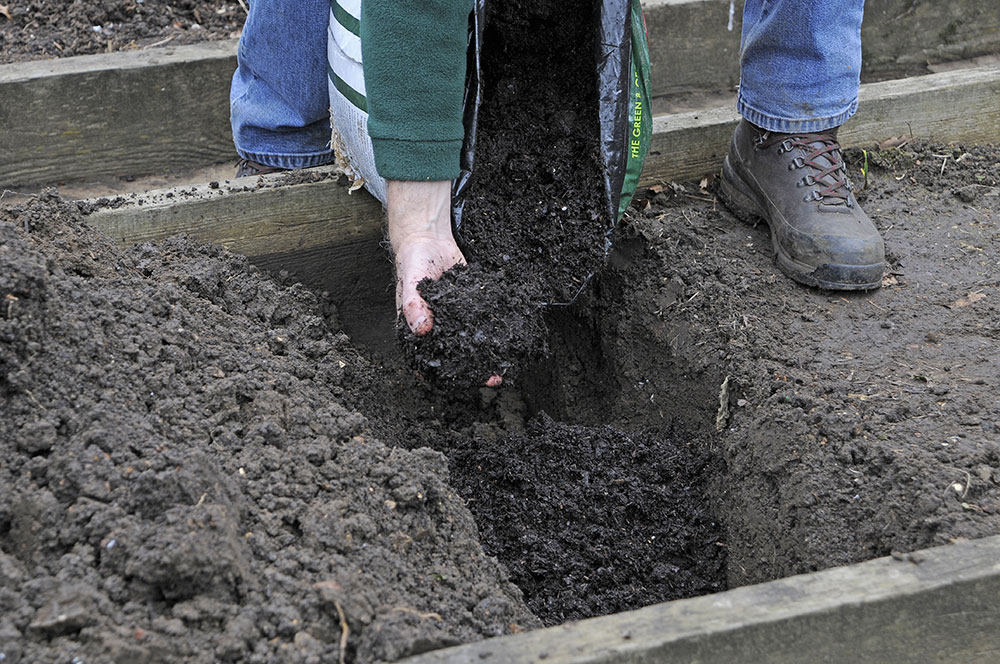 Vrstva kompostu. Následne do vykopanej jamy pridajte veľkorysú vrstvu čerstvého kompostu, prípadne zelené zvyšky rastlín či hnoj.