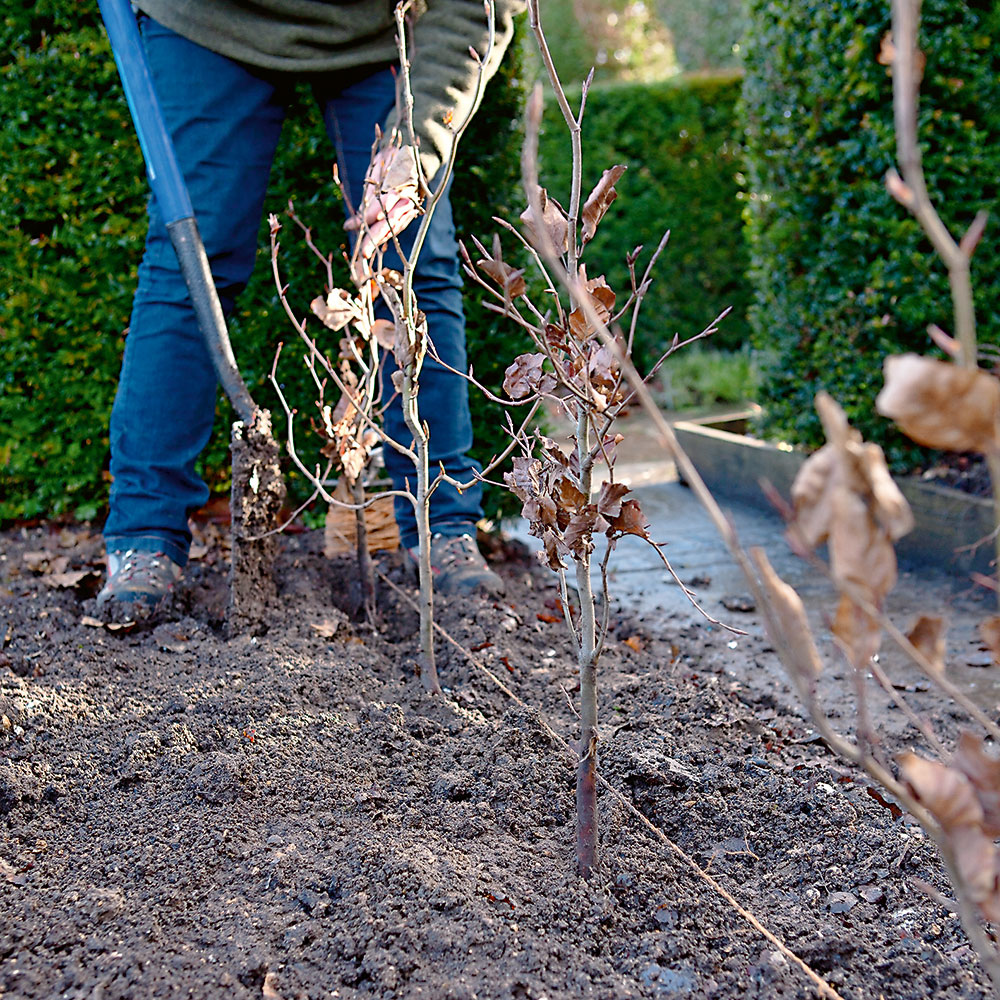 Úprava. Skontrolujte, či sú rastliny v rovnakej hĺbke, a nasypte pôdu okolo ich koreňov. 