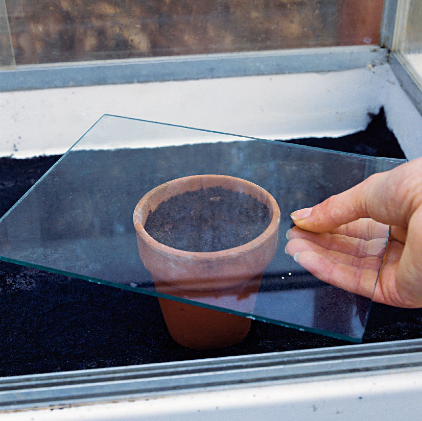 Zakrytie. Vysiate semienka nakoniec zakryte kúskom skla, plexiskla alebo priehľadným igelitovým vreckom. Zalievajte ich vždy, keď bude substrát suchý. 
