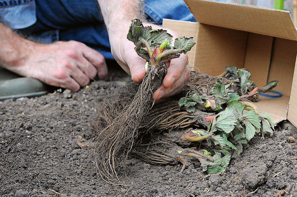 Príprava. Pred samotnou výsadbou treba sadenice namočiť na hodinu do vody a korene skrátiť približne o štvrtinu.