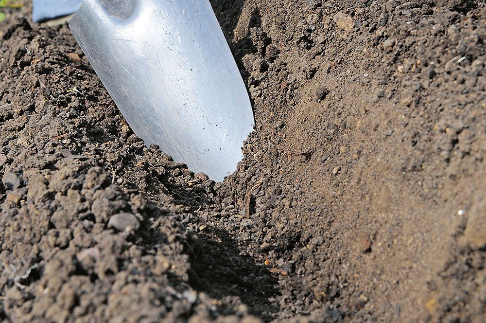 Príprava pôdy. Prekyprite povrch záhona a vyčistite ho od zvyškov či kameňov. Vyznačte si riadky vo vzdialenosti asi 30 cm a urobte do nich ryhy hlboké asi 5 cm.