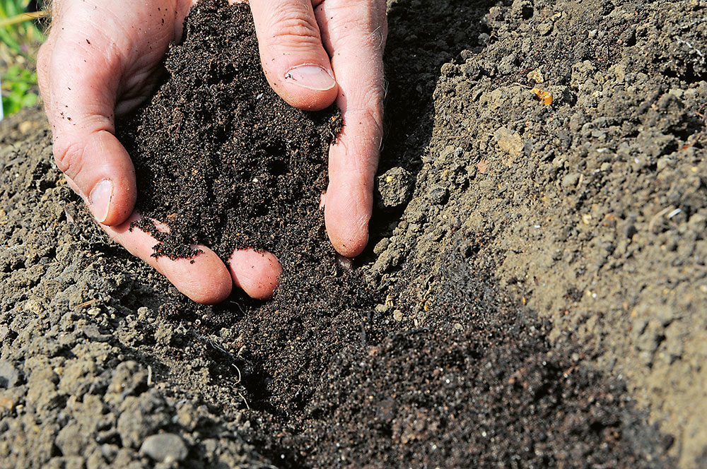 Vrstva kompostu. Do vyhĺbenej ryhy následne pridajte 3 až 4 cm kvalitného kompostu a rovnomerne ho pozdĺž nej rozmiestnite.
