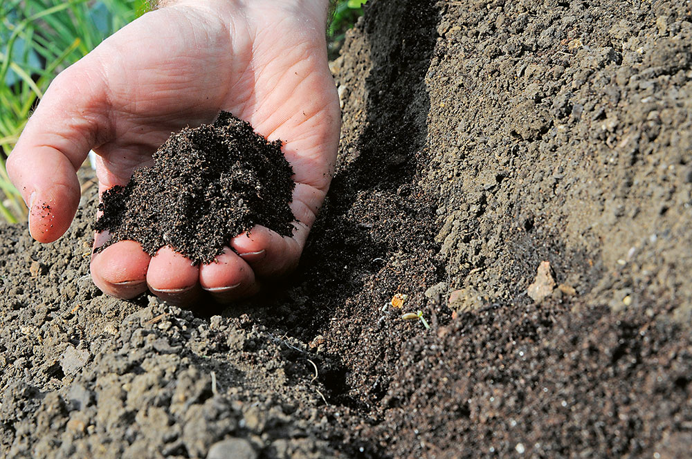 Prihrnutie a zálievka. Vysiate semienka následne zakryte asi 1 cm vrstvou kompostu a dobre ich zalejte, aby sa usadili a prevlhčil sa kompost.