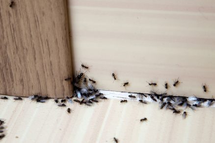 mravce v byte