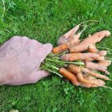 pestovanie mrkvy