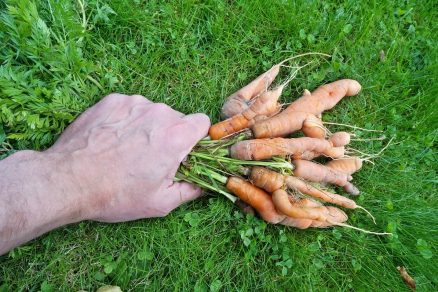 pestovanie mrkvy