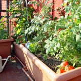 pestovanie zeleniny na balkóne