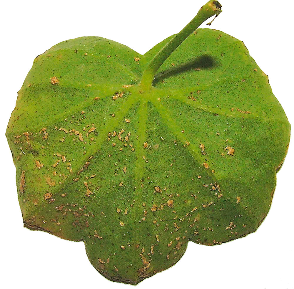 Korkovitosť na spodnej strane listov vzniká často pri nadmernej závlahe a zlej drenáži alebo po výdatných dažďoch. Ide o výrastky hnedastej farby. Trpia ňou najmä muškáty.