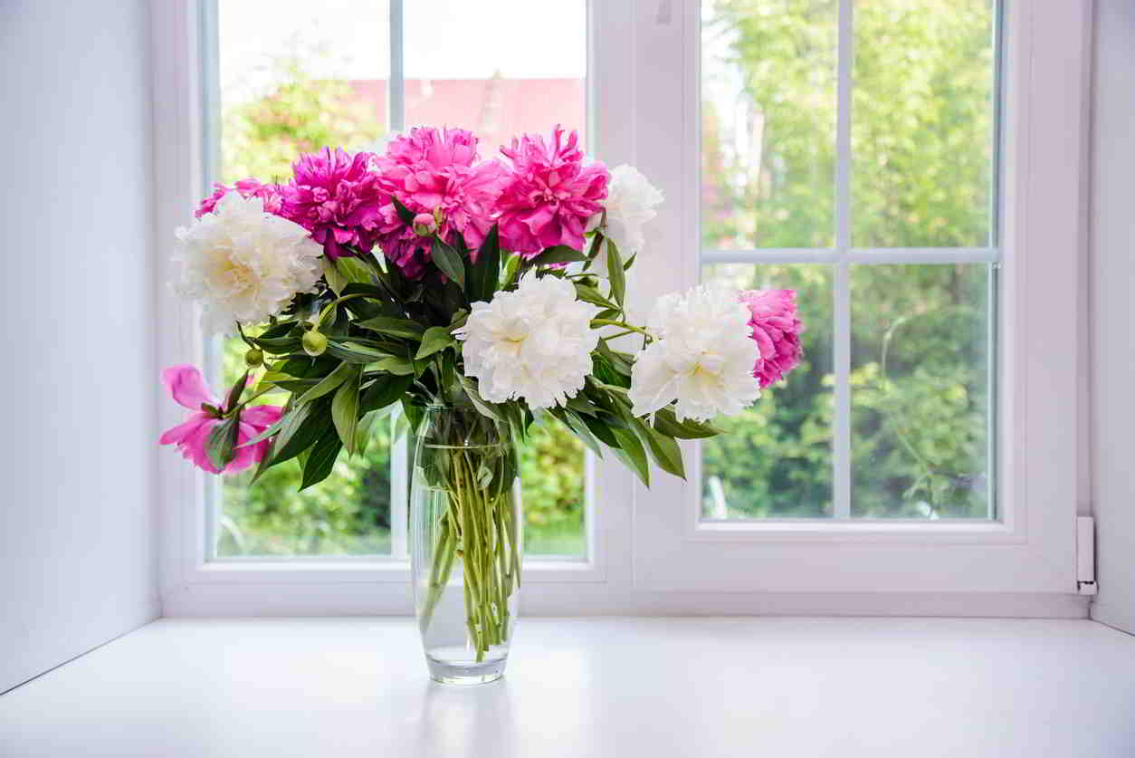 kvety v okne