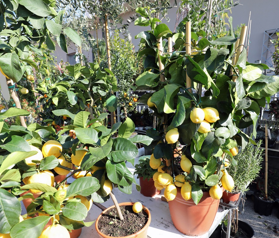 pestovanie citrusov v kvetináčoch