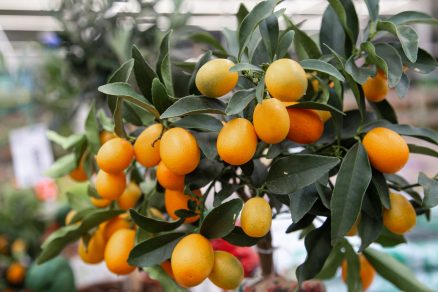pestovanie citrusov v kvetináčoch