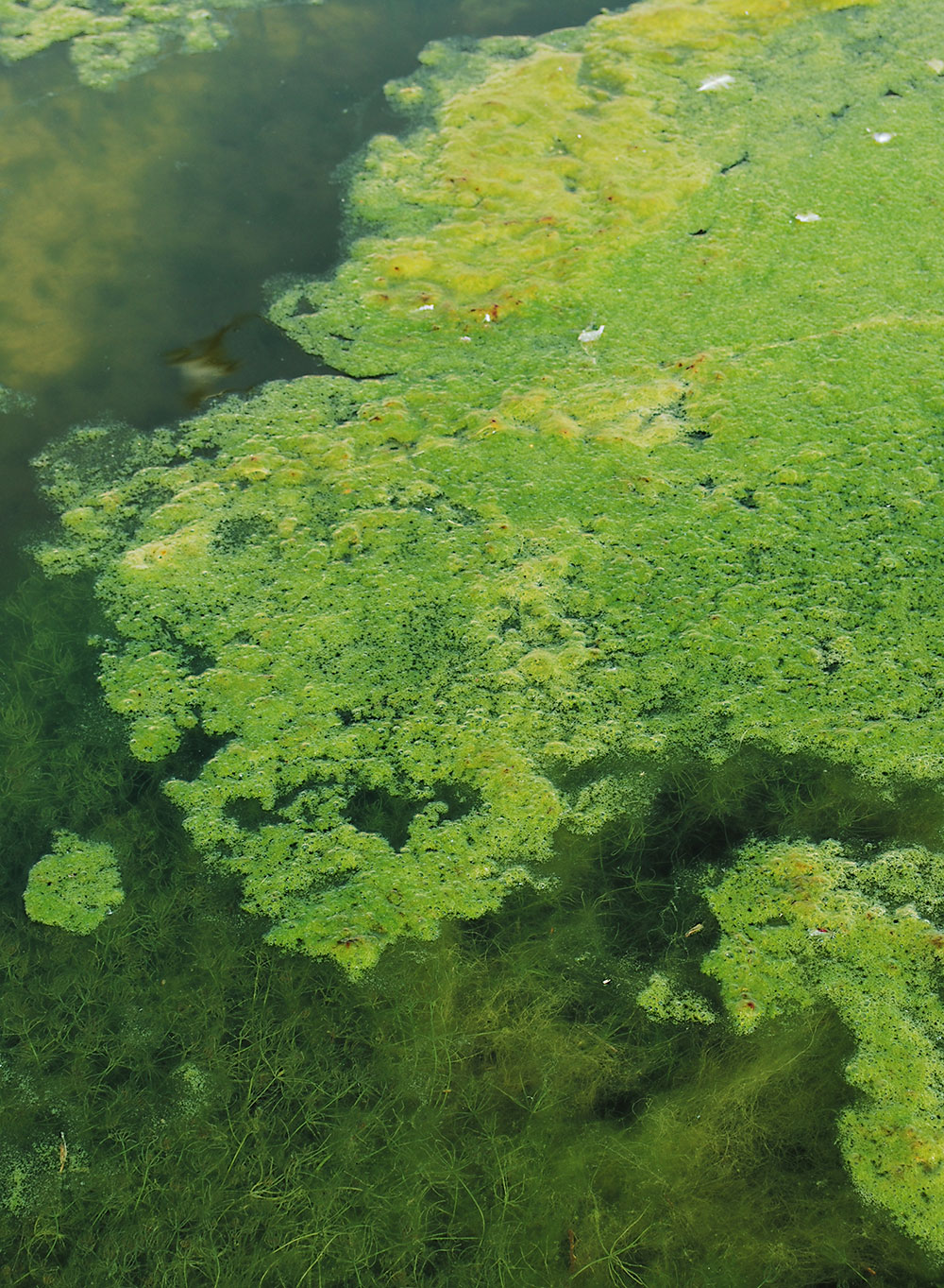 Proti plávajúcim riasam, ktoré menia farbu vody na zelenú, pomáha napríklad filtračný systém.