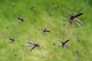 Otravujú vás komáre? Tieto rastliny vás pred nimi ochránia
