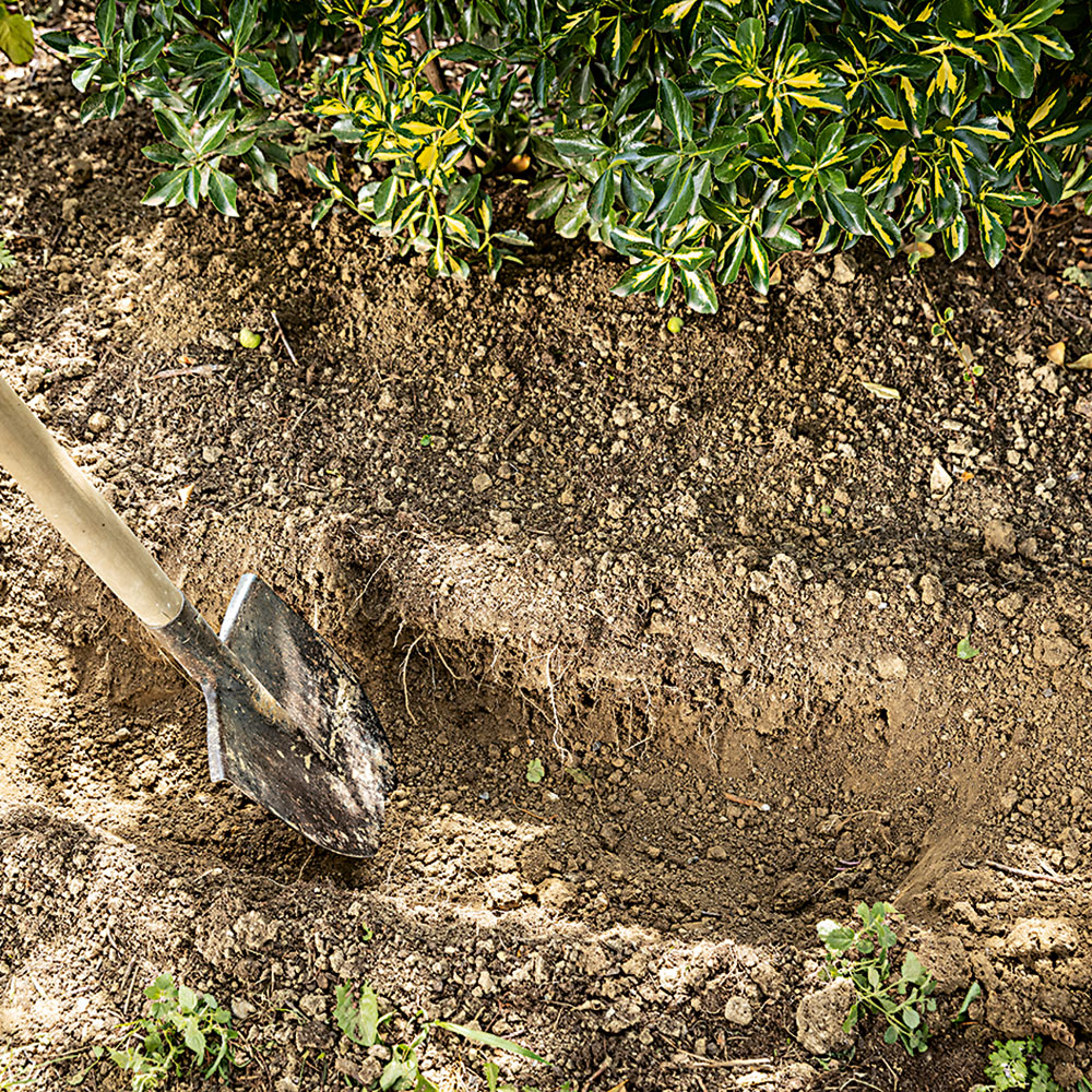 Vyhĺbte rigol. Na odburinenom mieste, ideálne na slnku alebo v polotieni, vykopte dostatočne hlboký a široký rigol. Zeminu z výkopu použite na inom mieste v záhrade.