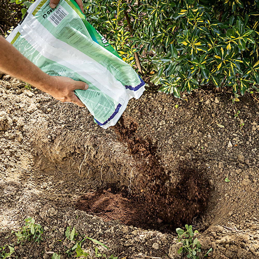 Vymeňte pôdu. Vykopaný rigol vyplňte špeciálnym substrátom, ktorý je určený na pestovanie čučoriedok alebo kyslomilných rastlín.
