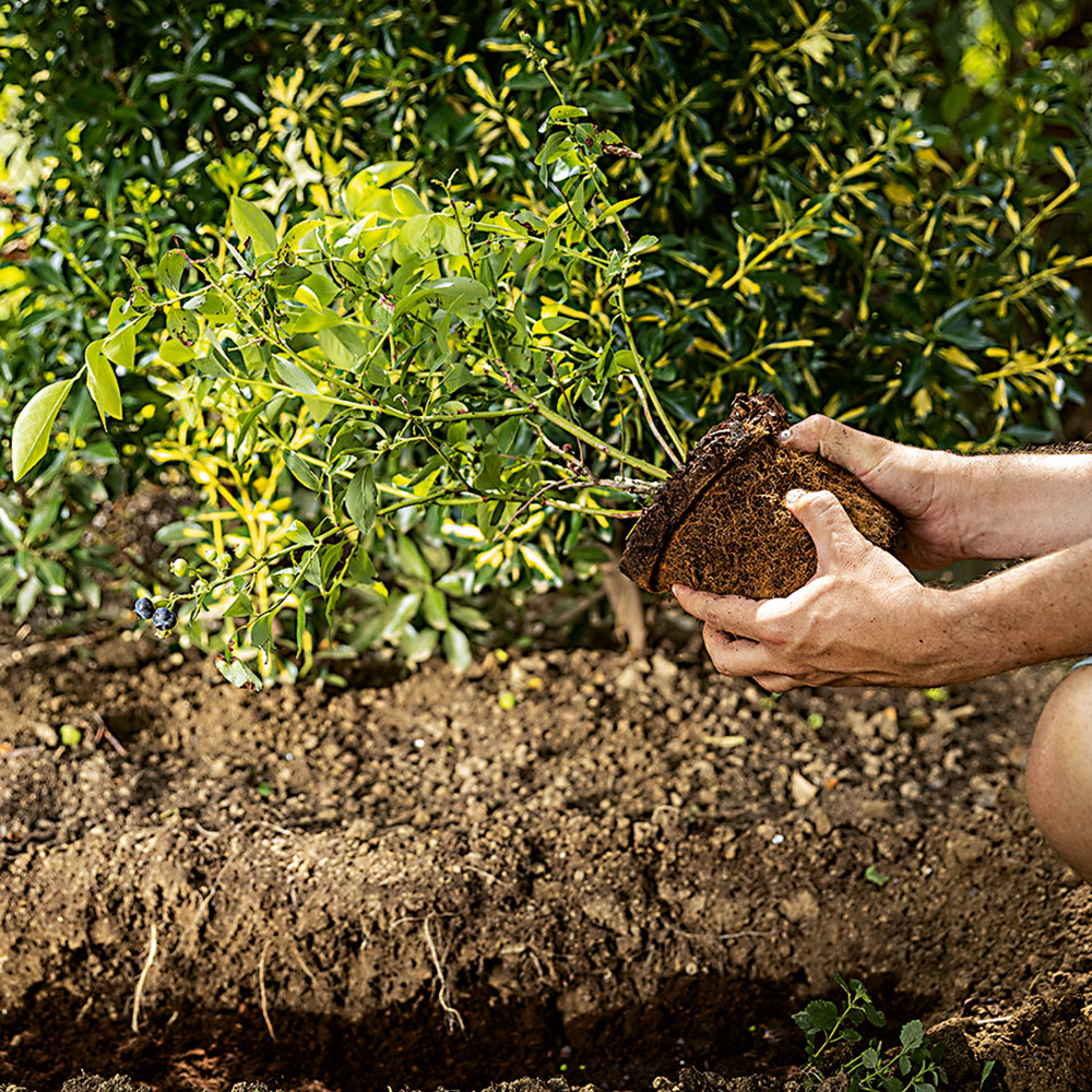 Výsadba. Pred výsadbou koreňový bal namočte do vedra s vodou a vysaďte zhruba do rovnakej výšky, v akej rastlina rástla aj v kontajneri. Dosypte kyslejší substrát a pritlačte. Výdatne zavlažte a povrch pokryte mulčom. 