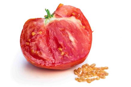 semiačka z paradajok
