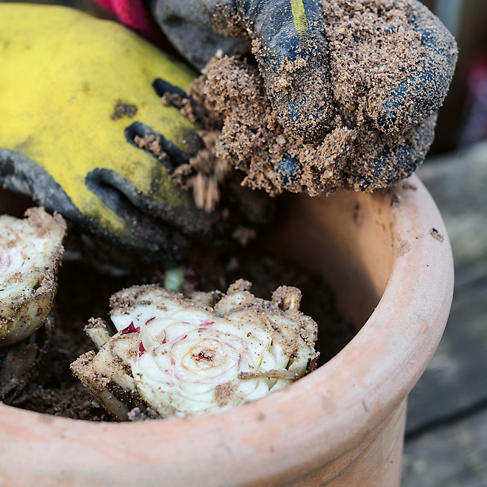 Výsadba do nádoby. Prebytočné korene odstránite a tri až štyri rastliny vysaďte do kvetináča s priemerom 25 cm do jemnej pôdy obohatenej vyzretým kompostom. Zavlažte. 