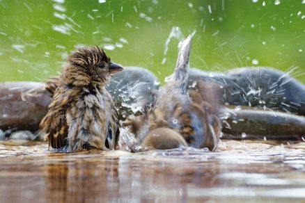 vodný kúpeľ pre vtáky