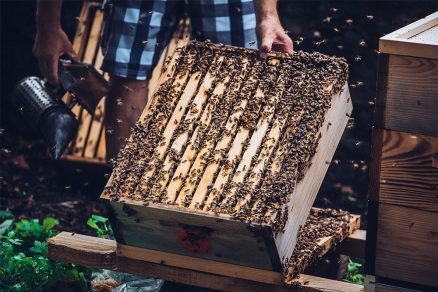chov a starostlivosť o včely