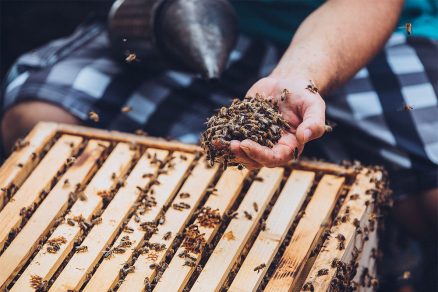 chov a starostlivosť o včely