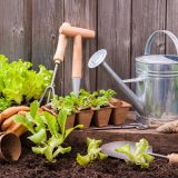 zakladanie zeleninovej záhrady