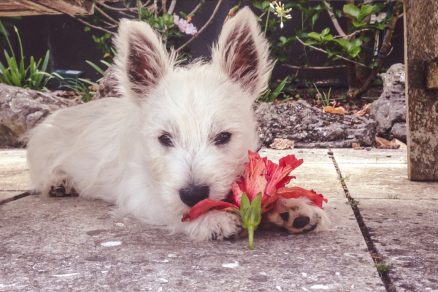 psík hryzie kvetinu