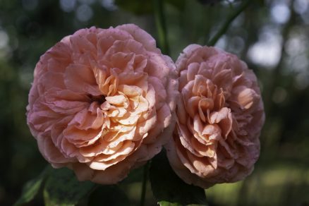 Odroda ruží Gertrude Jekyll