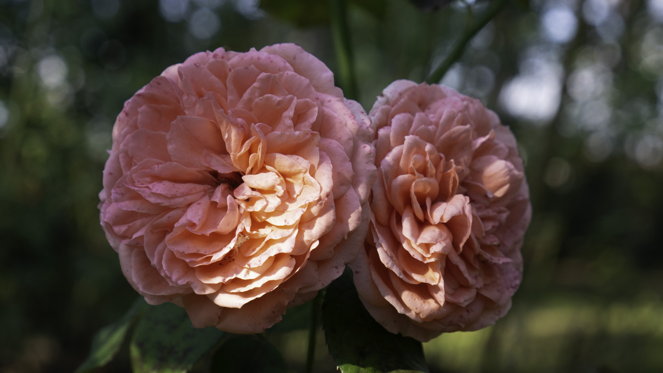 Odroda ruží Gertrude Jekyll