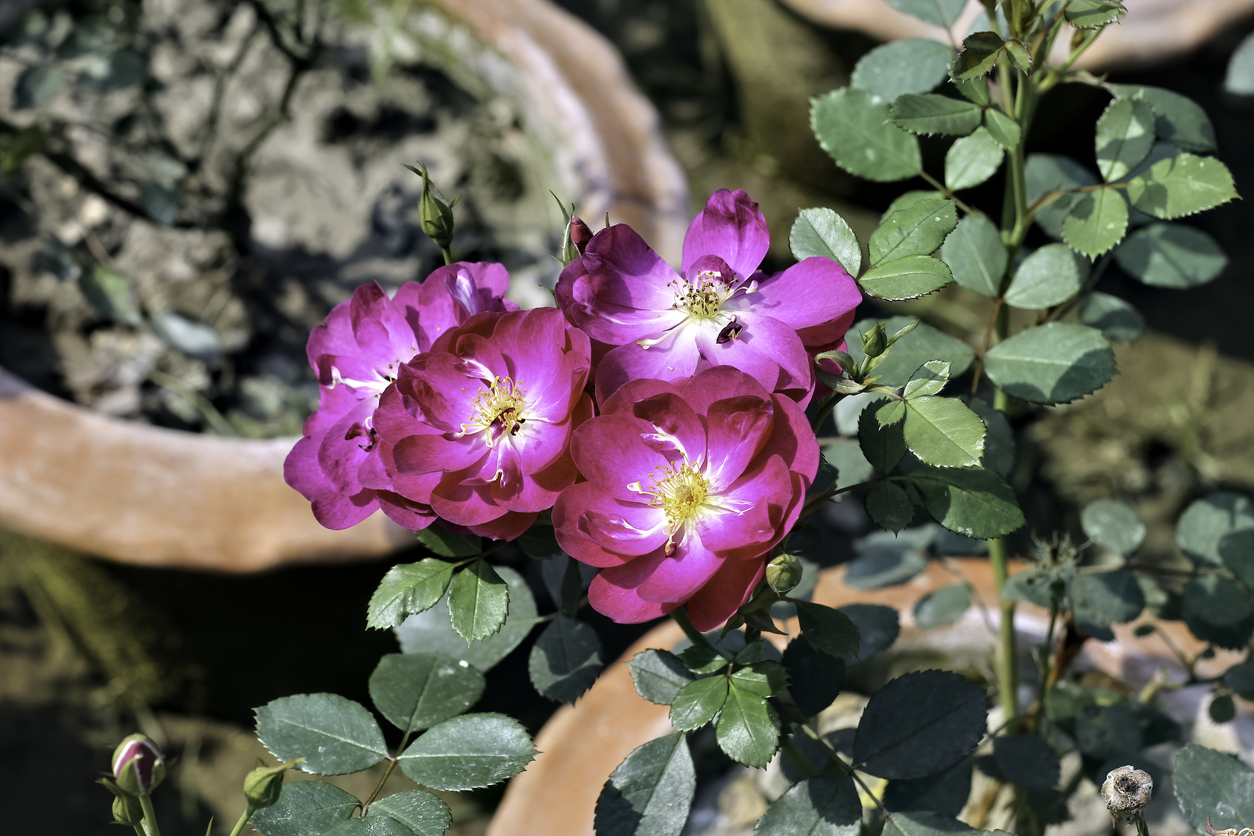 Mnohokveté ruže Floribunda