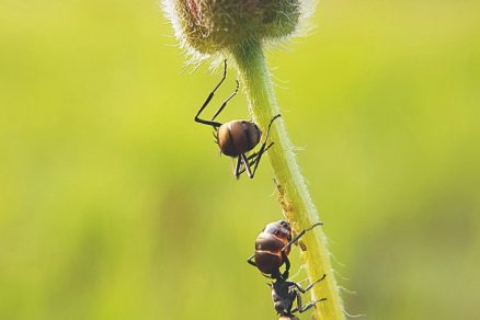 Mravce na kvete