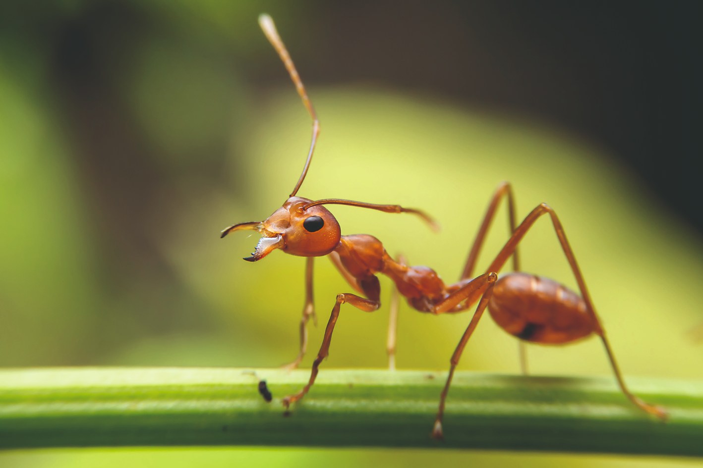 Vedeli ste, že parazitické hlístice Steinernema feltiae usmrtia mravce zvnútra?