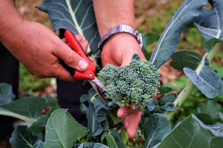 pestovanie brokolice