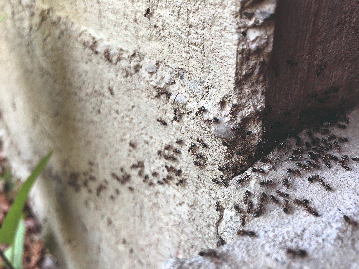 Vedeli ste, že parazitické hlístice Steinernema feltiae usmrtia mravce zvnútra?
