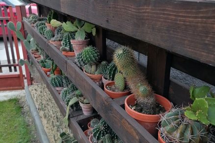 Stojan na kaktusy z paliet