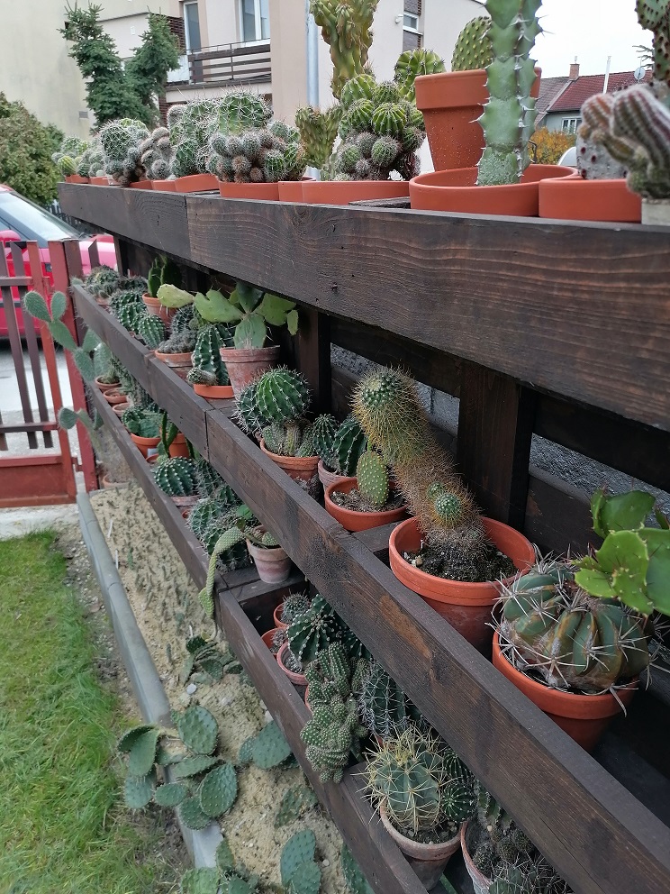 Stojan na kaktusy z paliet
