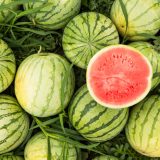 pestovanie červeného melónu
