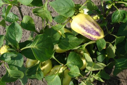 Fialové zafarbenie plodov zelených paprík