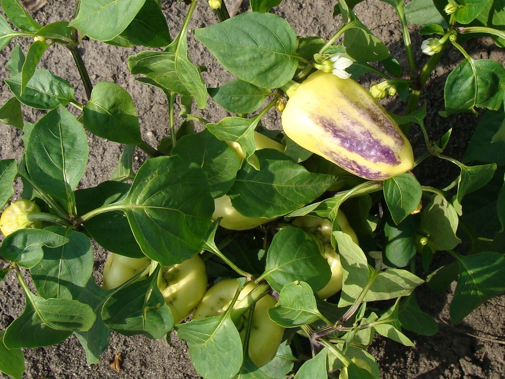 Fialové zafarbenie plodov zelených paprík