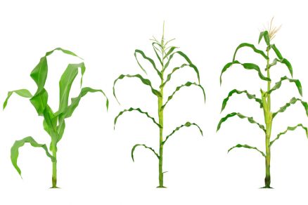 pestovanie kukurice