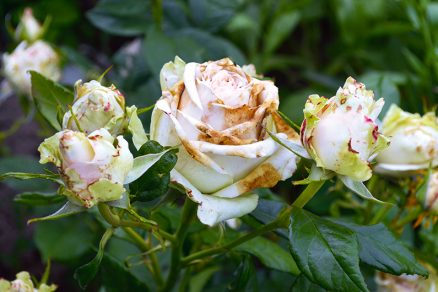 Hnilé ruže - ochorenie spôsobené hubou Borytris cinerea